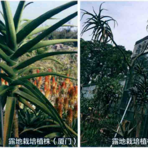 樹蘆薈