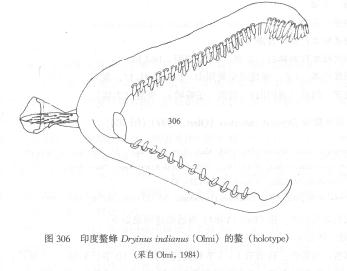 印度螯蜂的螯 線描圖