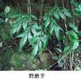 野磨芋 野磨芋