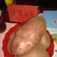 青薯9號(青審薯200600)