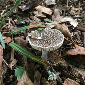 瓦灰鵝膏