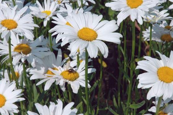 Leucanthemum × superbum \x27Polaris\x27 Leucanthemum × superbum \x27Polaris\x27