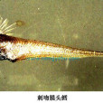 刺吻膜頭鱈 刺吻膜頭鱈