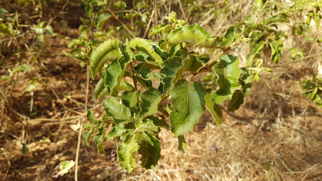 Schinus latifolia