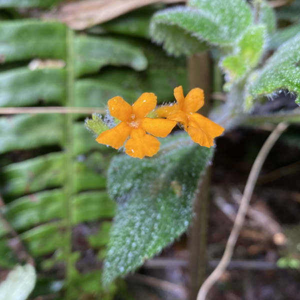 Cremosperma hirsutissimum