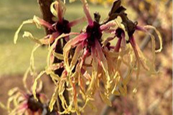 Hamamelis × intermedia \x27Strawberries and Cream\x27 Hamamelis × intermedia \x27Strawberries and Cream\x27