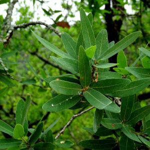 Quercus porphyrogenita