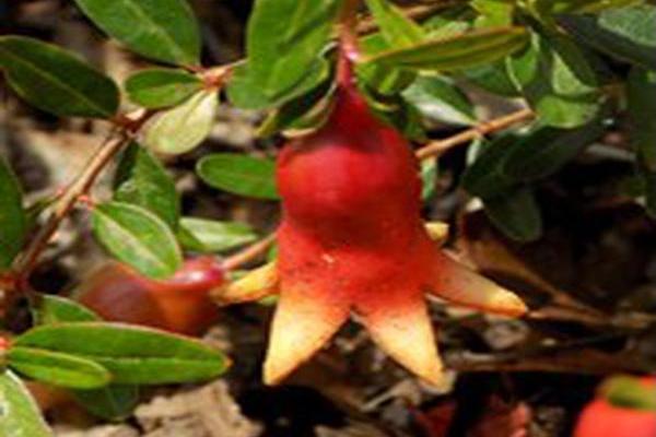 Punica granatum \x27SMNPGMF\x27 PEPPY LE POM