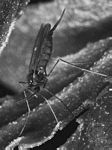 Rhopalomyia californica，癭蚊的一種。
