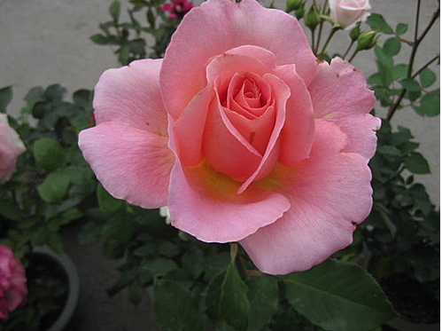 玫芬妮