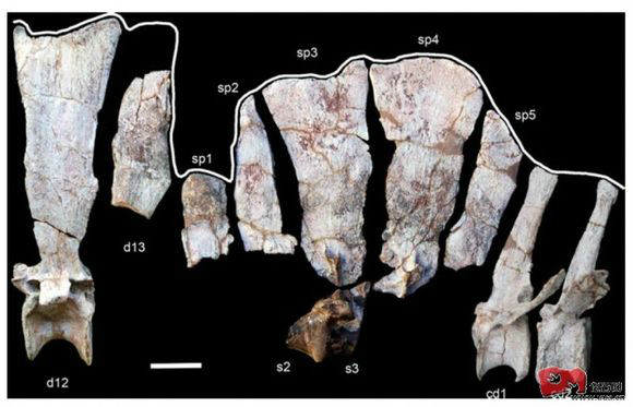 魚獵龍的軀幹骨骼化石