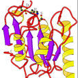 脂肪酶(脂肪分解酶)