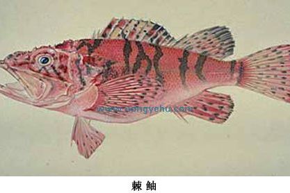棘鮋屬 棘鮋屬