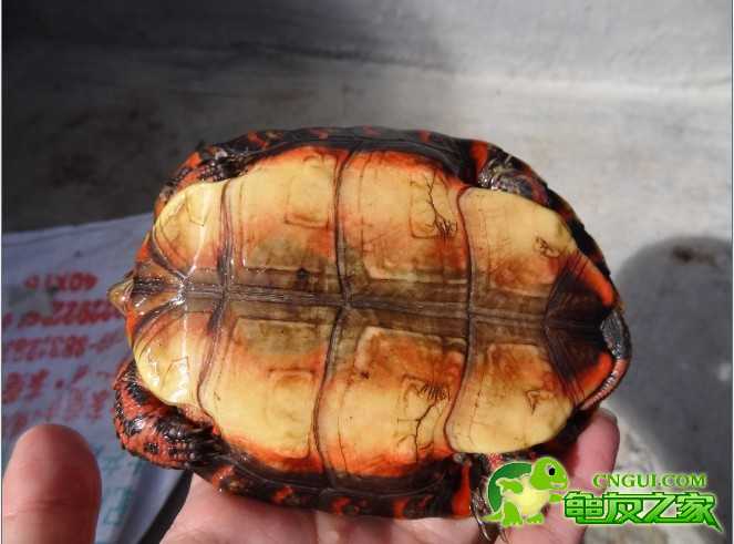 油彩木紋龜