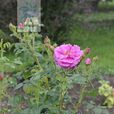 洋薔薇 洋薔薇