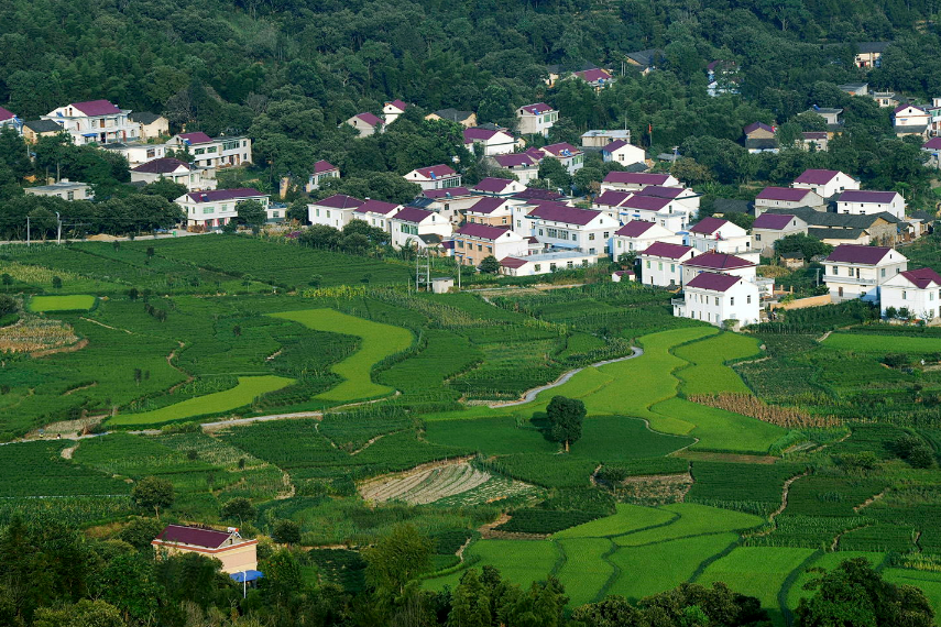 茶園畈村 茶園畈村
