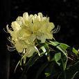 黃花杜鵑