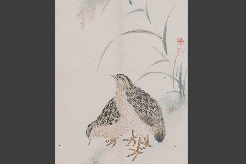 鵪鶉圖頁 鵪鶉圖頁