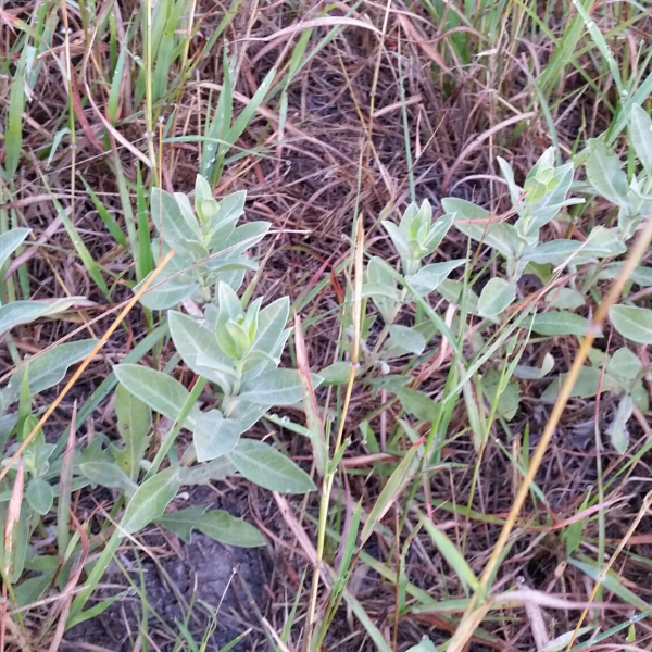 Ambrosia cheiranthifolia