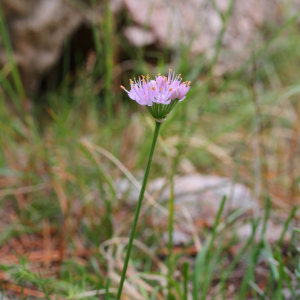 Allium lusitanicum