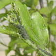 棉蚜刺繭蜂