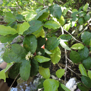Erythroxylum cuspidifolium