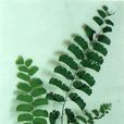 鱗始蕨科(陵齒蕨科) 鱗始蕨科(陵齒蕨科)