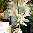 虎頭素 虎頭素