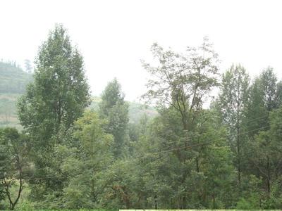 後山頭村-生態林