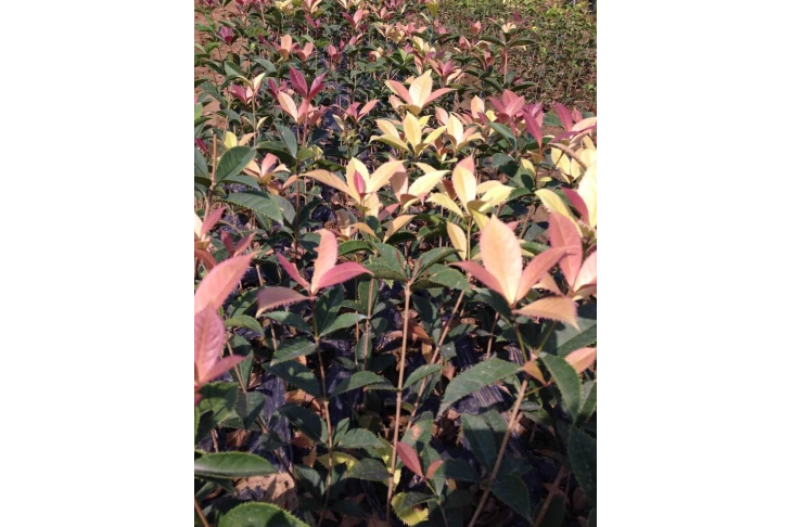彩虹桂花 彩虹桂花