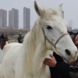 白龍(2025年依立拜騎著下水救人的馬)