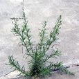香絲草 香絲草