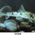 桂林似鮈 桂林似鮈