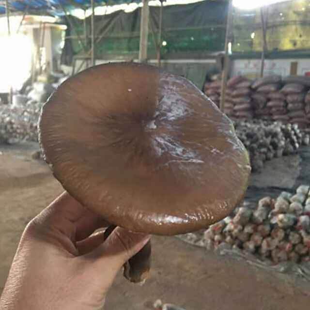 雞肉菌 雞肉菌