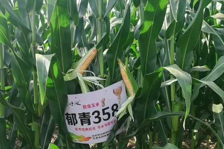 郁青358 郁青358