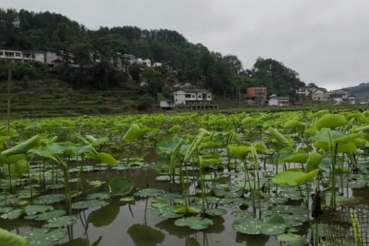 學壩村 學壩村