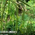 辣木油 辣木油