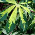 花葉木薯 花葉木薯