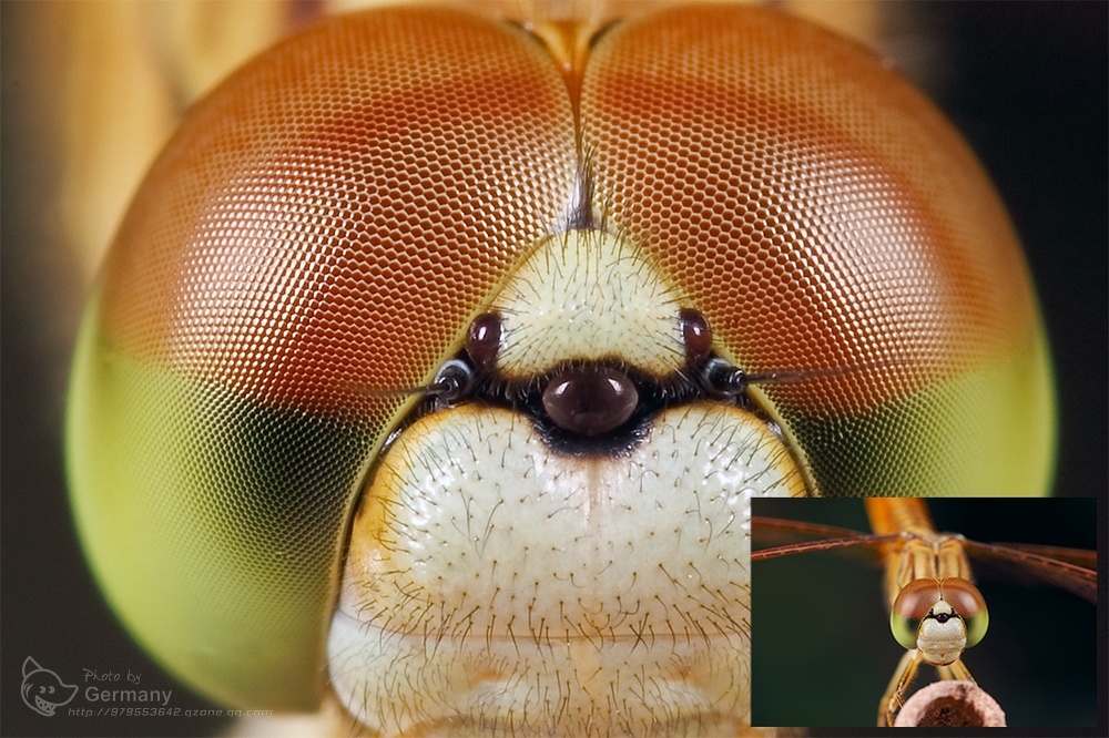 昆蟲複眼