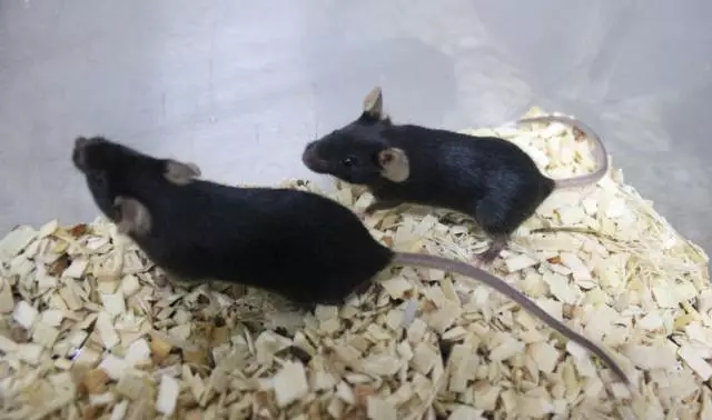 轉基因小鼠