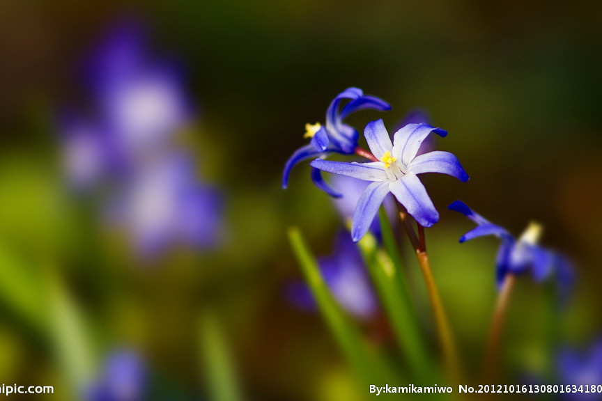 蘭花紫 蘭花紫