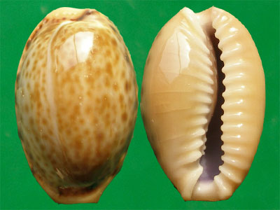 加勒比海寶螺（上海岡瓦納自然網）