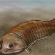 海綿樹蟲 海綿樹蟲