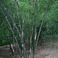 東興黃竹 東興黃竹