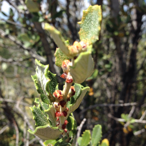 Ceanothus crassifolius