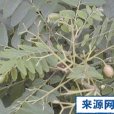 過山消(中藥材) 過山消(中藥材)