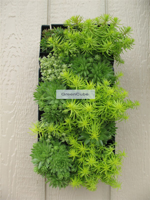 植物壁畫 植物壁畫