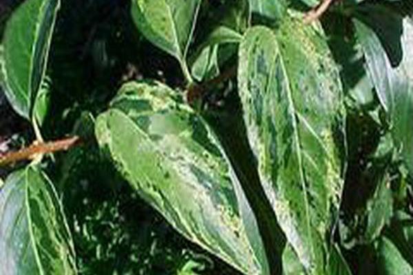 Forsythia × intermedia \x27Variegata\x27