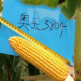 奧玉3804(國審玉2013002) 奧玉3804(國審玉2013002)