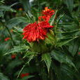 毛紅花 毛紅花
